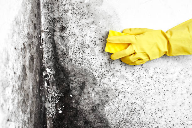 Mold Remediation for Vacation Homes in Robbins, NC